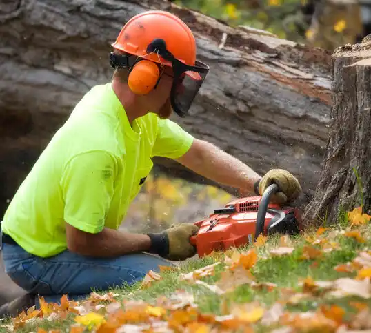 tree services Tilden